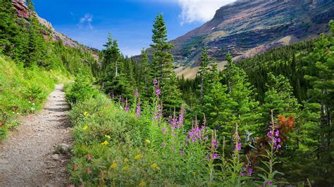 Nature Landscape Far View Trees Forest Flowers Path Mountains