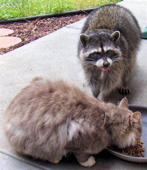 Cat And Raccoon Eating Together Raccoons Eat Raccoon Cats
