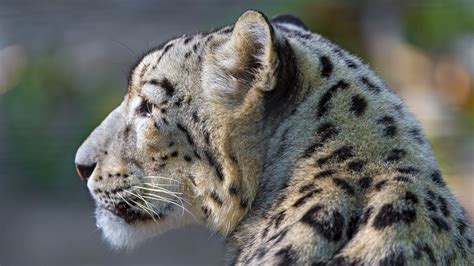 Snow Leopard Face Profile 4k Wallpaper