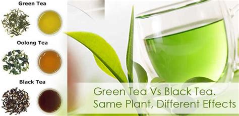 Green Tea Vs Black Tea Same Plant Different Effects Itm