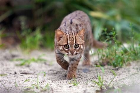 Smallest Wild Cats In The World