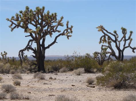 Some Trees In The Desert In Nevada Stock Image Image Of Tree Nevada