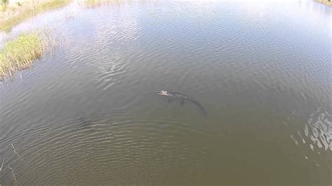Alligator Spoting By Drone Youtube