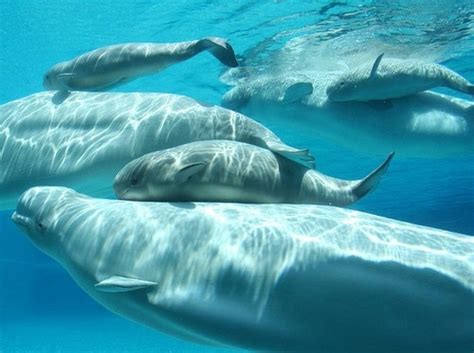H20a Pod Of Beluga Whales Whales Are Wonderfull Pinterest