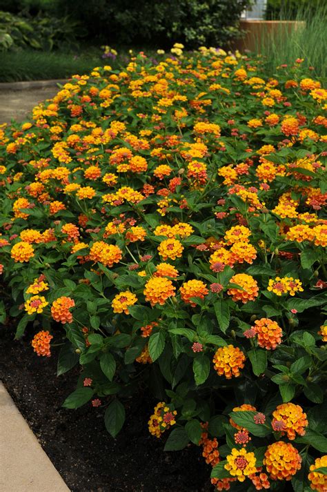 Lantana Landmark Citrus Ball Horticultural Co Landscaping Tips