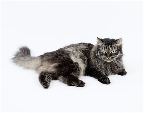 Common colors include black, white, gray, orange, and blue. Siberian cat - Wikipedia