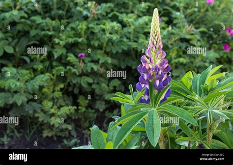 Beautiful Purple Flower Stock Photo Alamy