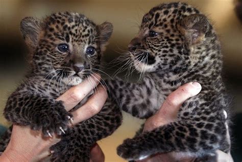 Baby Leopards Animaux Animaux Les Plus Mignons Animaux Beaux Et