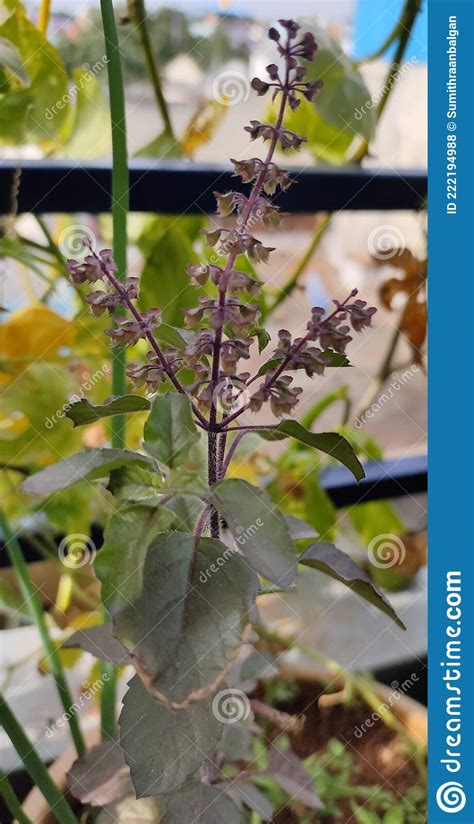 Tulsi Plant Isolated With Soil Background Royalty Free Stock