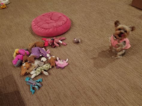 "It was like this when I got... - Paws and Purrs Pet Service