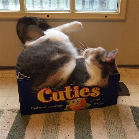 These 25 Hilarious Cats Dont Fit But Theyre Still Going To Try To