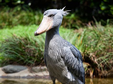 For information about our use of cookies and our partners who use cookies on our site, please see our privacy policy and partner list , respectively. Shoebill-Endangered animals list-Our endangered animals ...