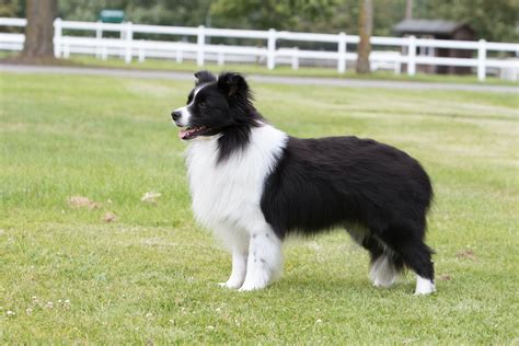 Border Collie Breed Information Pictures 55 Off