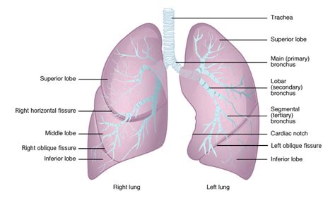 Indentation On The Medial Aspect Of Each Lung Seocontentmachinetutorial