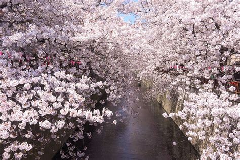 A Cherry Blossom Experts Guide To Flower Viewing