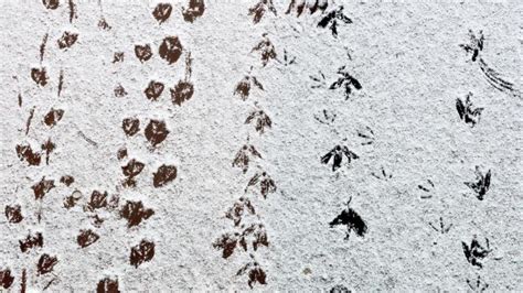 Diese tierspur ist leicht zu erkennen. Tiere: Augen nach unten: Spuren von Wildtieren finden sich überall | Augsburger Allgemeine