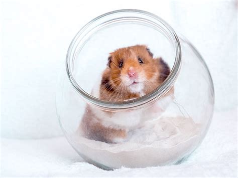 Hamster Sand Bath With Shovel Small Pet 1pcs 2021年新作入荷