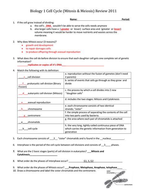 Mitosis versus meiosis worksheet directed reading section: Chromosomes And Cell Reproduction Worksheet Answers