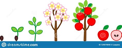 As such, it will only be interesting to discover or finding out more information about these organisms. Life Cycle Of Apple Tree. Plant Growth Stage From Seed To Tree With Fruits Stock Vector ...