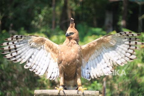 Taman Safari Bogor Kembangbiakkan Burung Garuda Republika Online