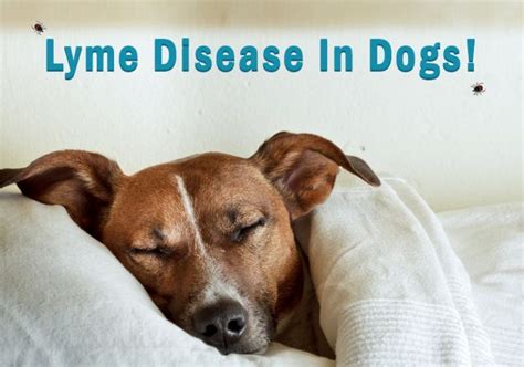 5 Clinical Symptoms Of Lyme Disease In Dogs Canadapetcare Blog