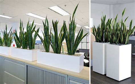 Te anticipo, las especies que aquí. decoracion con plantas de interiores - Buscar con Google | Plantas de interior