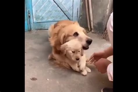 Video En Facebook De Perra Protegiendo A Su Cachorro Se Viraliza E