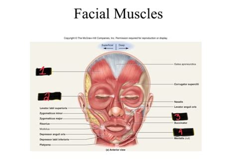 Labeling Muscles Lab Quiz 1 Flashcards Quizlet