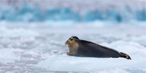 Shallow Focus Photography Of Seal On Top Of Ice Hd Wallpaper