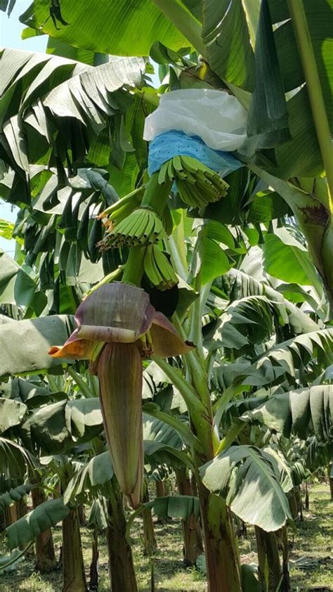 Nicaraguan Banana Exporter Enjoys Switch From Us To Eu