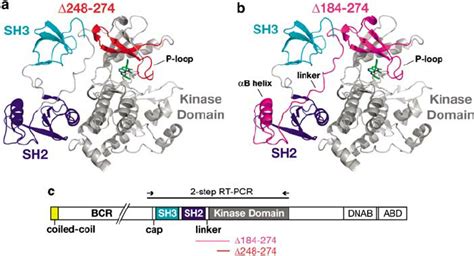 Deleted Abl Structural Elements In The D 248274 And D 184274 Bcr Abl