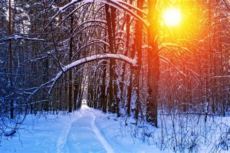 Road In The Winter Sunny Forest Winter Snow Forest Trees Sunset