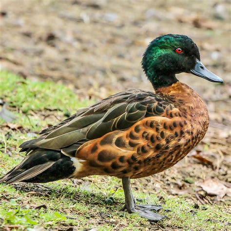 Chestnut Teal New Zealand Birds Online