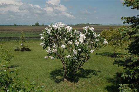 See more ideas about moscow, third rome, lilac plant. Beauty of Moscow Lilac (Syringa vulgaris 'Beauty of Moscow ...