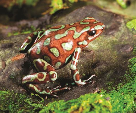 Poisonous Frog Poison Dart Frogs Dart Frog Frog Facts