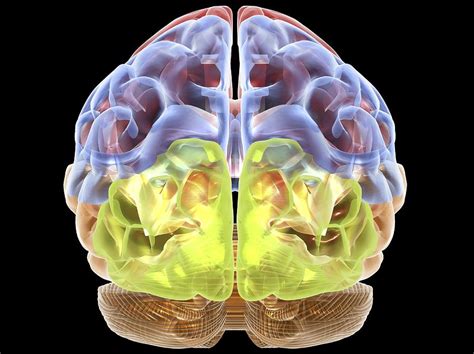 Human Brain Anatomy Artwork Digital Art By Pasieka Fine Art America