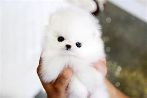 So Tiny Cute Teacup Pomeranian Puppy A Photo On Flickriver