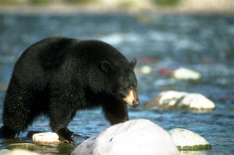 Ccgp — Ursus Americanus Black Bear