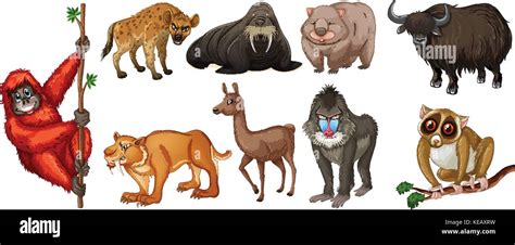 Different Kind Of Wild Animals Around The World Stock Vector Image