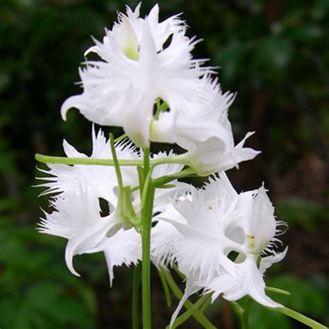 White Egret Orchid — Kusamono Gardens