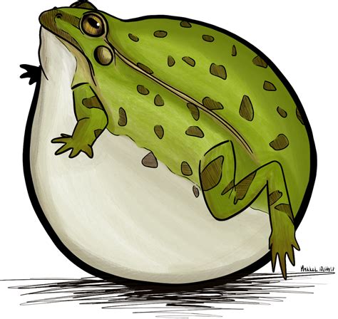 Fat Frog By Makkel5603 On Deviantart