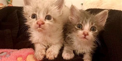 Rescue Kitten No One Thought Would Survive Fights Alongside His