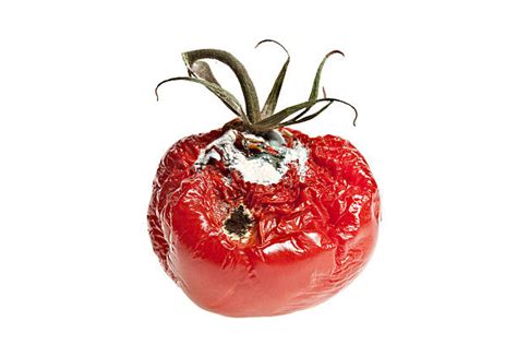 Rotten Tomato Stock Photos Pictures And Royalty Free Images Istock