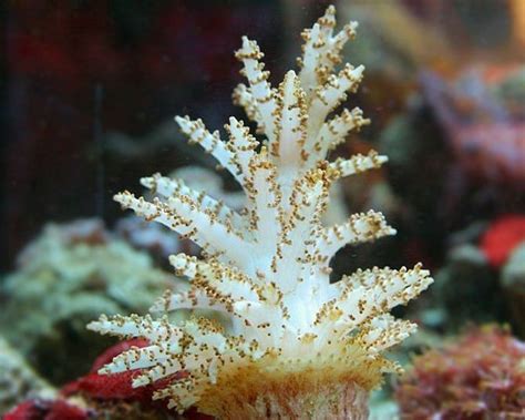 Christmas Tree Coral Studeriotes Longiramosa Marine World Aquatics