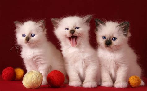 3 Cute Kittens Hd Desktop Wallpaper Widescreen High Definition