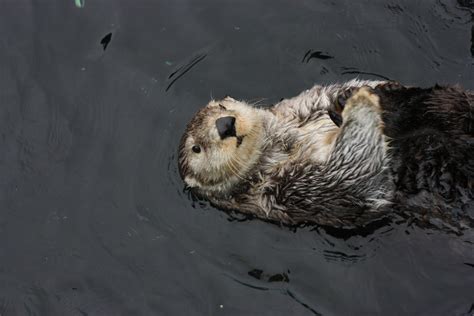 Sea Otter Bing Wallpaper