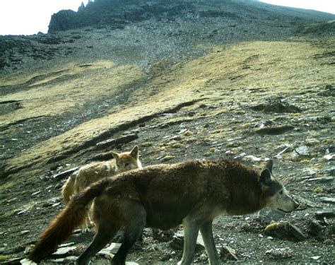 Critically Endangered And Ancient Himalayan Wolf Needs Global