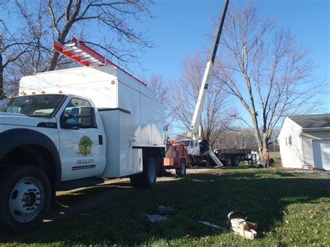 County Tree Service Palm Beach County Pro Tree Trimming And Removal Team