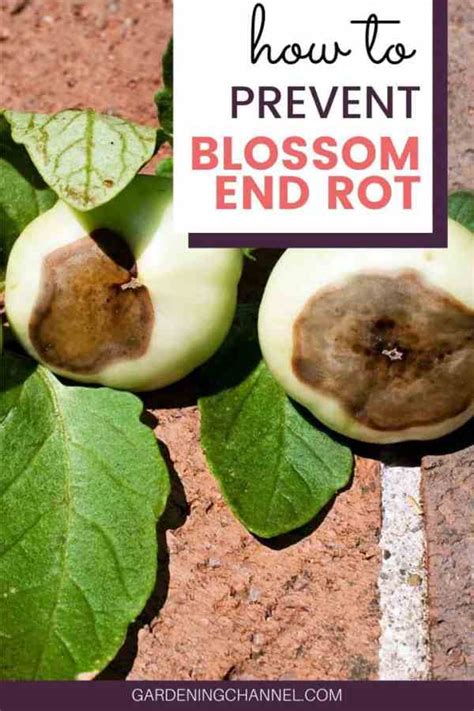 It's not an exact substitute, but it'll do in a pinch if the recipe only calls for a little bit of tomato paste. Tomato Diseases: How To Fight Blossom-End Rot - Gardening ...