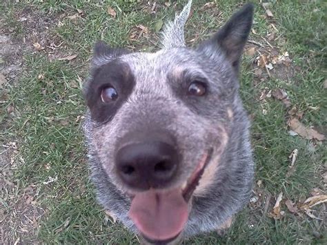 Australian Cattle Dog Blue Heeler Pepper Medium Adult For Sale